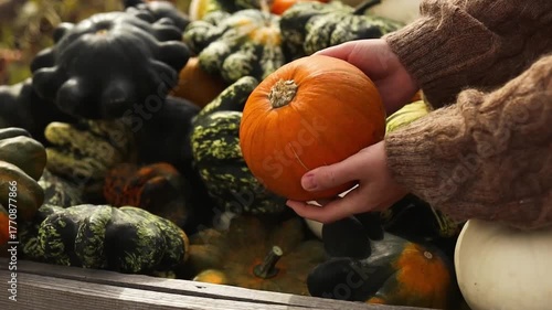Close-up of various pumpkins and squashes in a wooden crate on a farm market during autumn harvest season. A woman hand choosing a pumpkin. Concept of organic farming, fall vegetables, and local