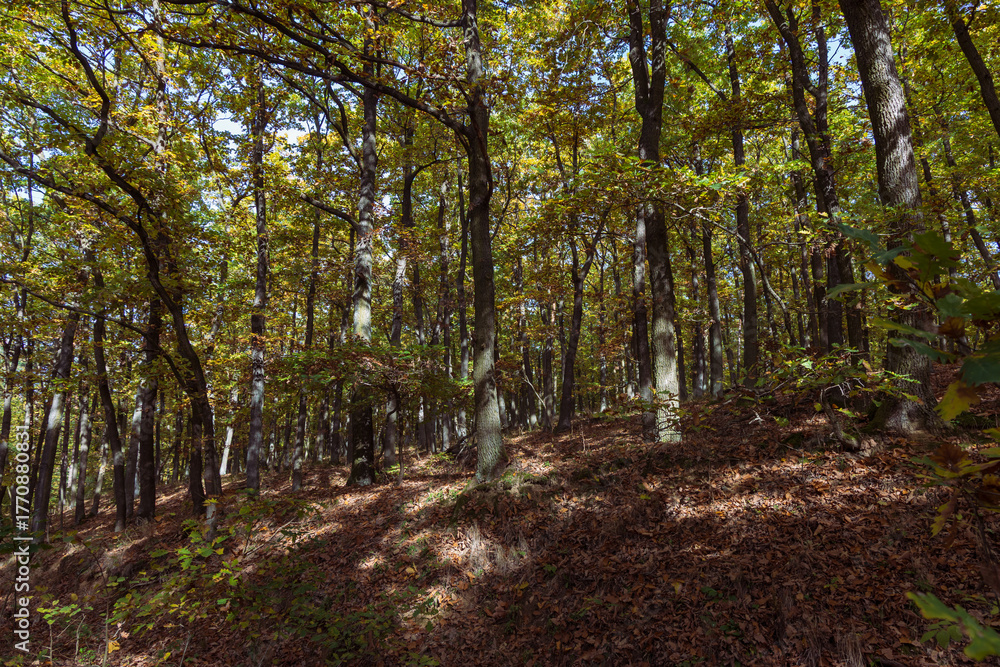 Obraz premium Forest autumn colorful landscape. Trees and paths with colorful leaves