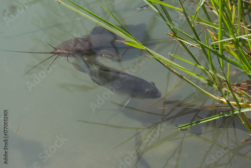 Fish live in the wild near tourist routes