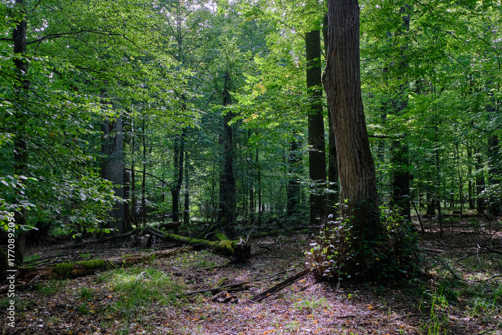 Fototapeta premium Dense mixed forest with lush understory and natural vegetation in summer light