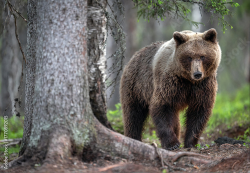 Fototapeta Naklejka Na Ścianę i Meble -  Wild brown bear ( Ursus arctos )