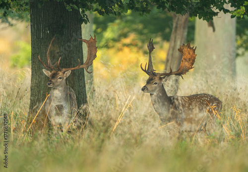 Fallow deer ( Dama dama ) male stag