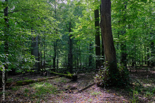 Dense mixed forest with lush understory and natural vegetation in summer light