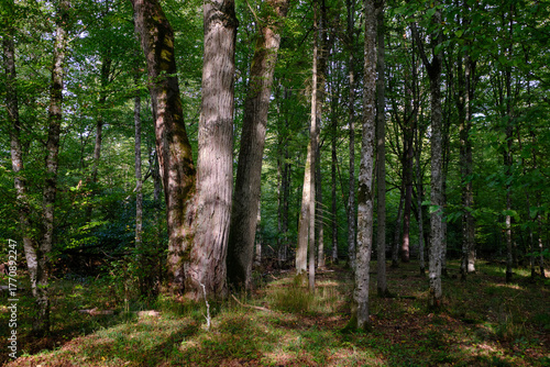 Dense mixed forest with lush understory and natural vegetation in summer light