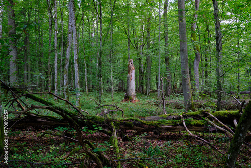 Dense mixed forest with lush understory and natural vegetation in summer light