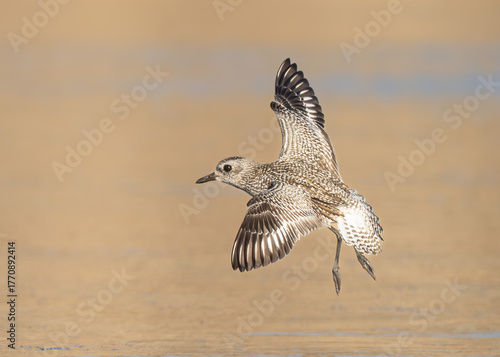 Black-bellied plover (Pluvialis squatarola) is a large plover breeding in Arctic regions. It is a long-distance migrant, with a nearly worldwide coastal distribution when not breeding