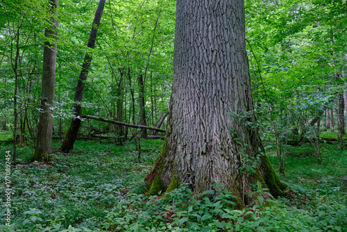 Dense mixed forest with lush understory and natural vegetation in summer light