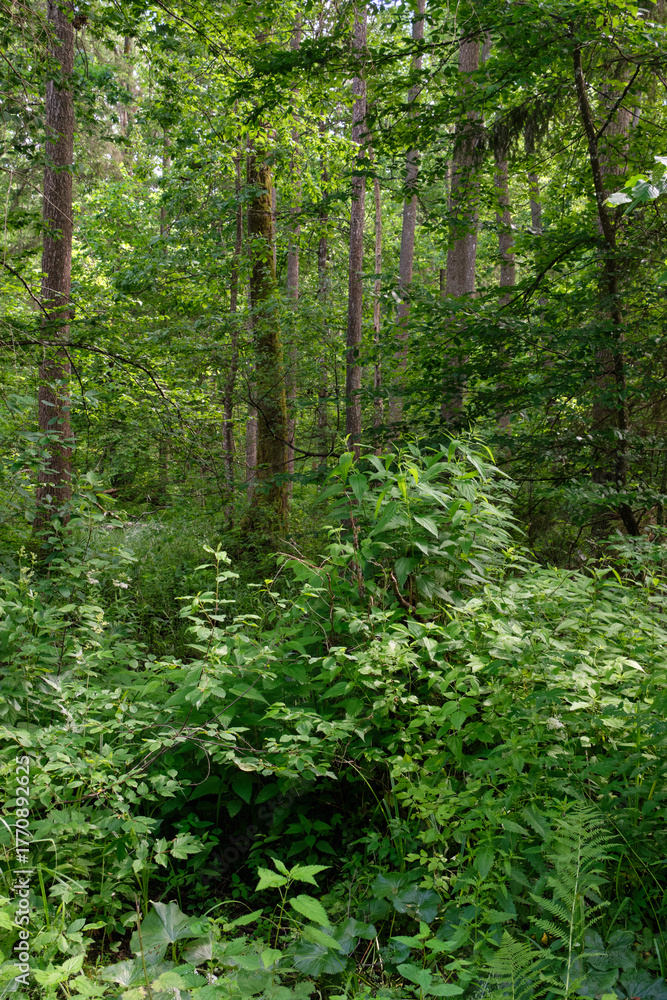 Fototapeta premium Dense mixed forest with lush understory and natural vegetation in summer light
