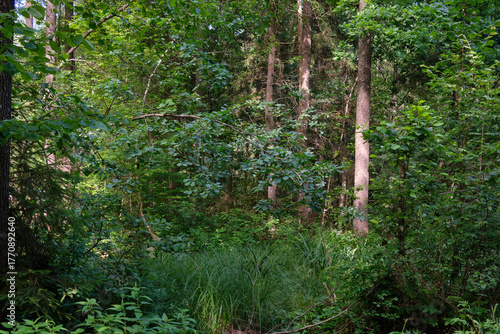 Dense mixed forest with lush understory and natural vegetation in summer light