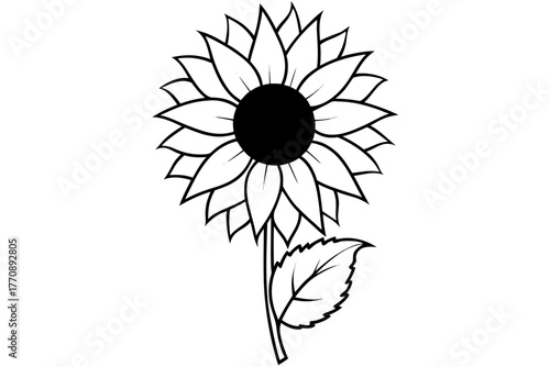 A sunflower