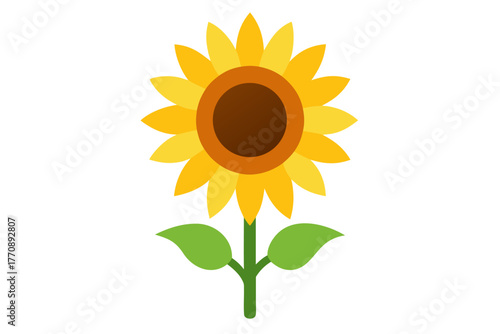 A sunflower