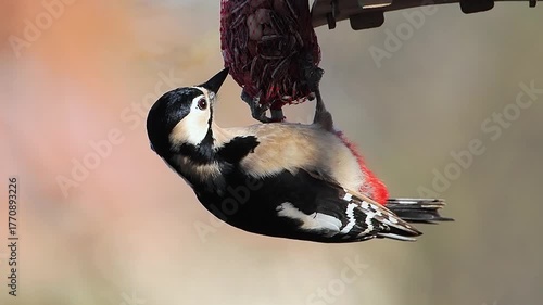 Great Spotted Woodpecker bird feeder in the park, slow motion
