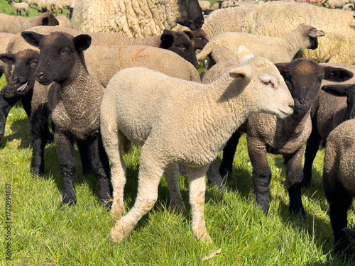 Ein junges weißes Schaf läuft inmitten einer Gruppe brauner und grauer Schafe, die auf saftigem grünem Gras grasen, auf die Kamera zu. Sonniger Tag, friedliche ländliche Bauernhofszene mit Vieh.