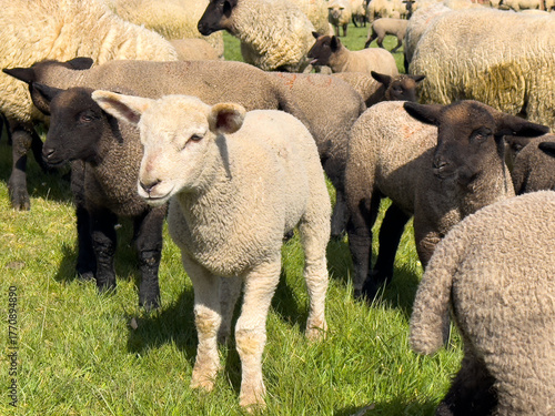Ein junges weißes Schaf läuft inmitten einer Gruppe brauner und grauer Schafe, die auf saftigem grünem Gras grasen, auf die Kamera zu. Sonniger Tag, friedliche ländliche Bauernhofszene mit Vieh.
