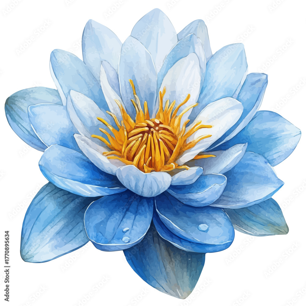 Obraz premium watercolor of Water Lily Flower, vector, isolated on a white background.