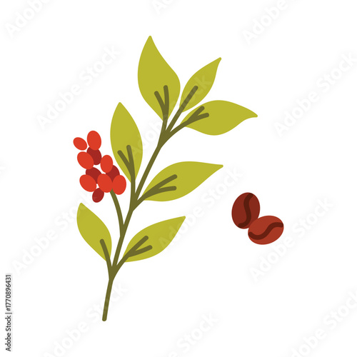 Isolated vector of Ethiopian coffee plant branch with red berries and roasted beans vector illustration
