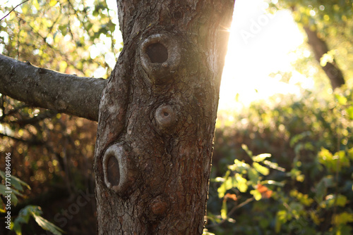 Fototapeta Naklejka Na Ścianę i Meble -  Zbliżenie pnia drzewa z sękami w świetle popołudniowego słońca