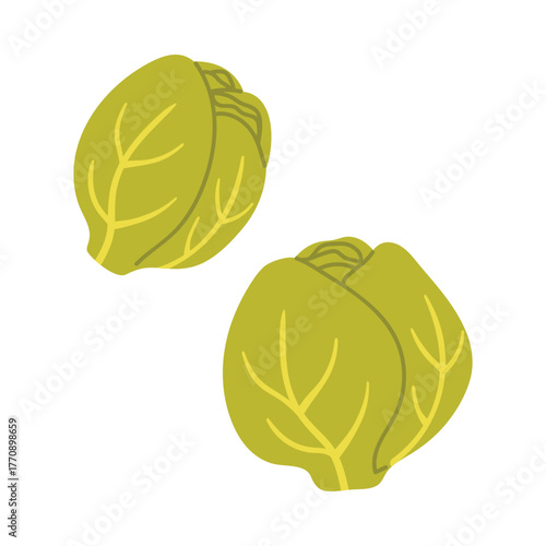 Two green Brussels sprouts on a white isolated background healthy food vector illustration
