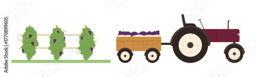 Grapevines and tractor with grape harvest for wine production on isolated white background vector illustration