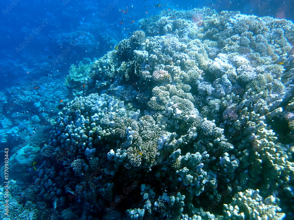 Fototapeta premium Vibrant shallow coral reef teeming with small fish