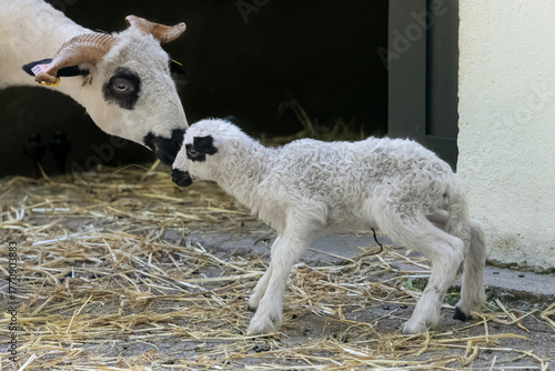 Nancy, France - September 17th 2025 : View of a lamb Thônes et Marthod sheep taking its first steps under the gaze of its mother in a Park in Nancy.