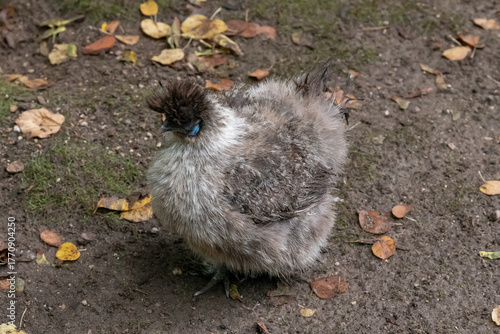 Nancy, France - September 24th 2025 : View on a grey female Silkie in a henhouse in a Park in Nancy.