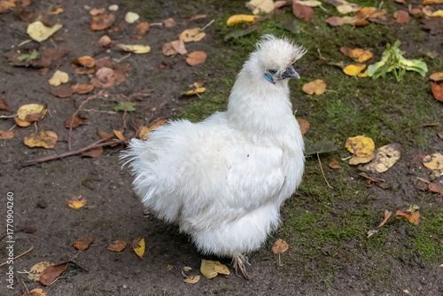 Nancy, France - September 24th 2025 : View on a white female Silkie in a henhouse in a Park in Nancy.