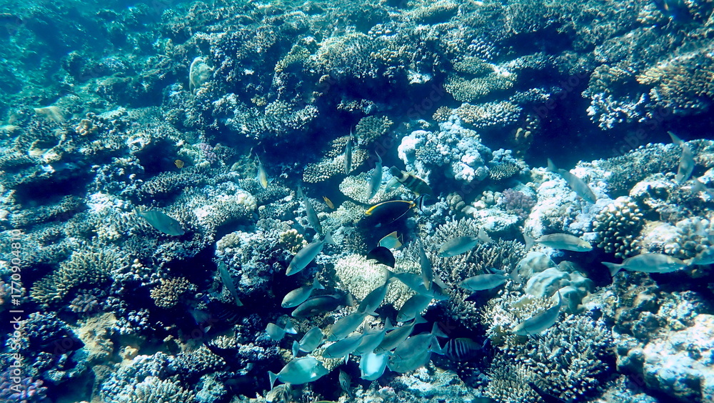 Fototapeta premium Vibrant shallow coral reef teeming with small fish