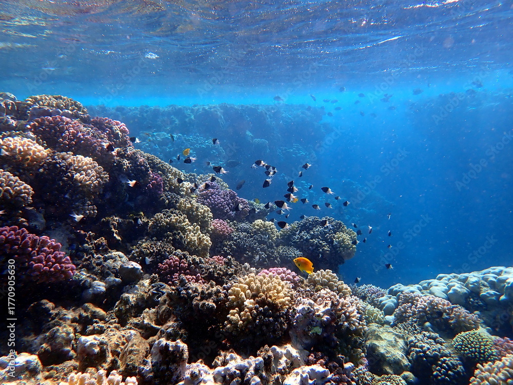 Fototapeta premium Vibrant shallow coral reef teeming with small fish