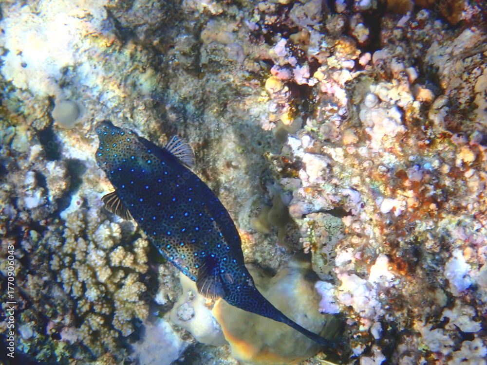 Obraz premium Blue spotted boxfish over beige coral reef