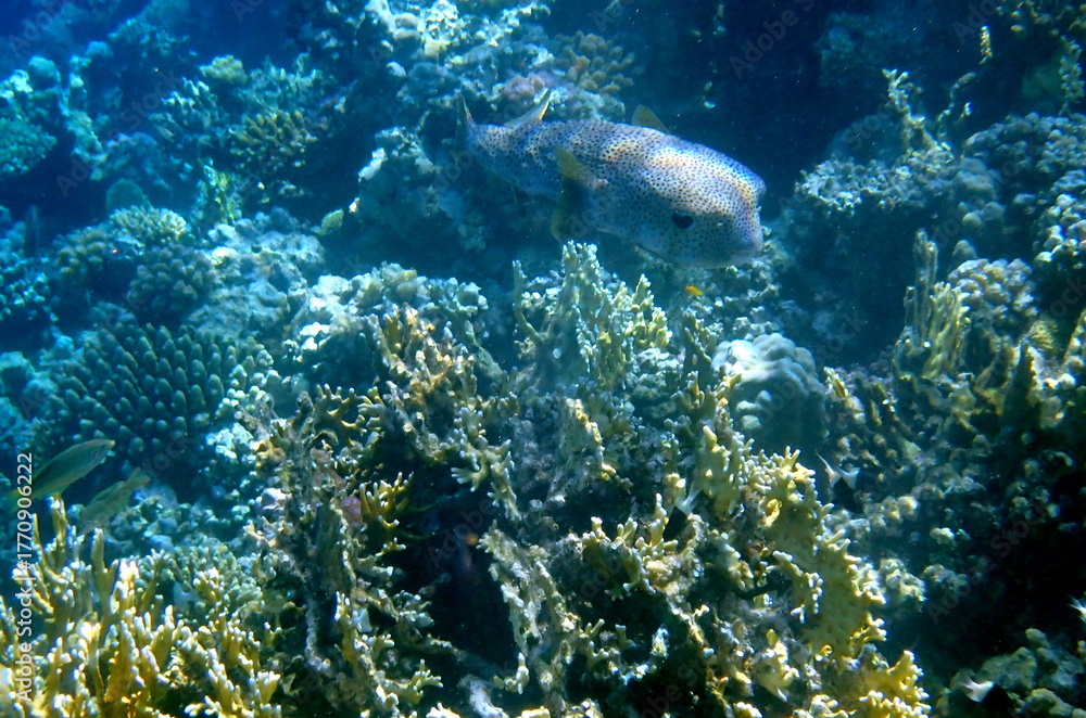 Fototapeta premium Spotted puffer fish swimming in the red sea