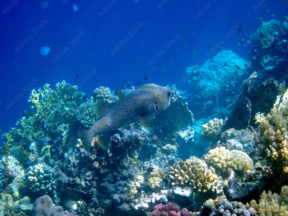 Fototapeta premium Spotted puffer fish swimming in the red sea