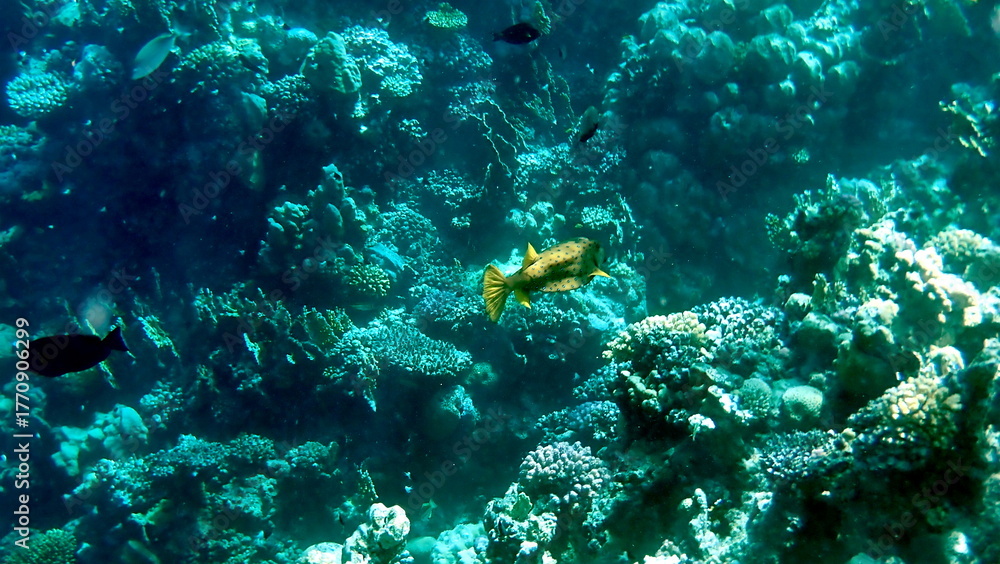 Fototapeta premium Yellow-brown boxfish with bright blue spots