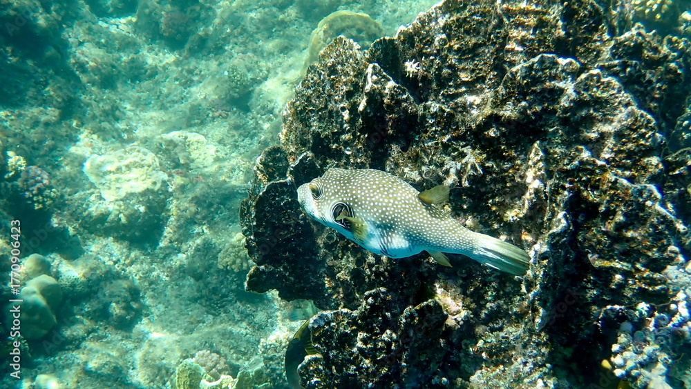 Obraz premium White spotted puffer fish over dark coral