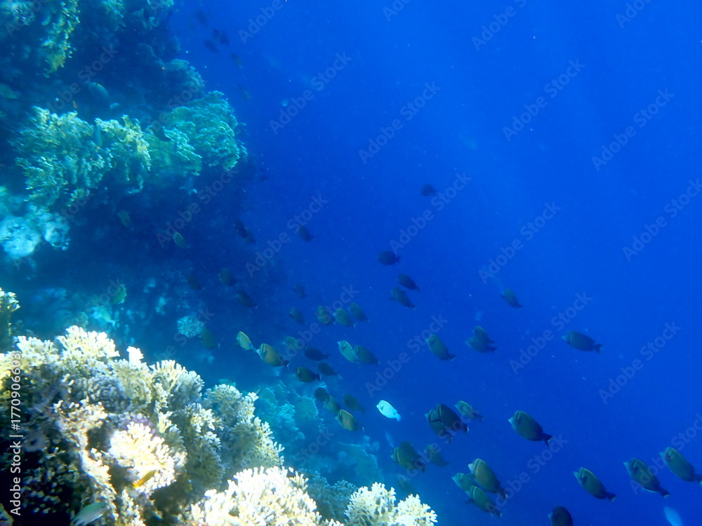 Naklejka premium Vibrant shallow coral reef teeming with small fish