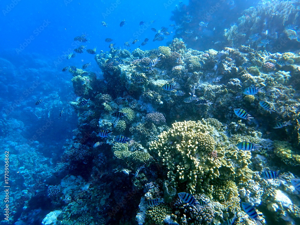 Fototapeta premium Yellow striped sergeant fish near branching coral