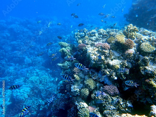 Wallpaper Mural Yellow striped sergeant fish near branching coral Torontodigital.ca