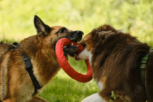Photography German and Australian Shepherd dogs playing tug of war with a red ring toy in a sunny forest clearing