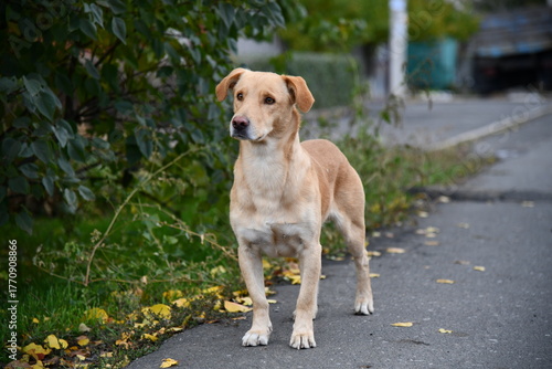 A cute brown dog is posing in front of the camera in one of the many colorful alley