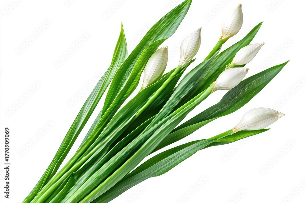 Obraz premium Raw garlic leaves, aromatic herb, displayed against a transparent background