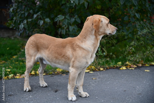 A cute brown dog is posing in front of the camera in one of the many colorful alley of Varanasi, I