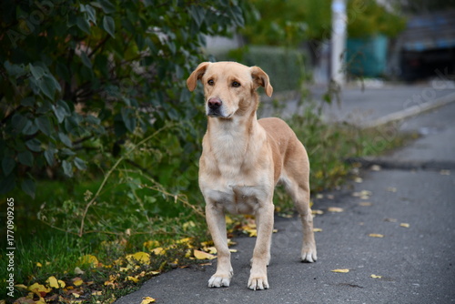 A cute brown dog is posing in front of the camera in one of the many colorful alley of Varanasi