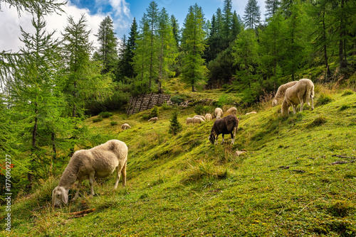 Sheep grazing peacefully in the green meadows of the mountain landscape of the Julian Alps, Slovenia.