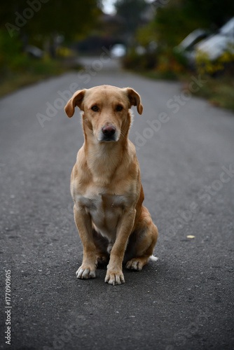 A cute brown dog is posing in front of the camera in one of the many colorful alley of Varanasi, I