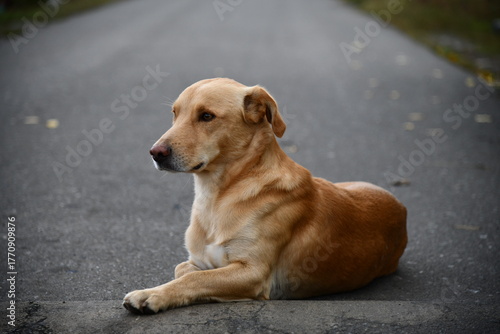 A cute brown dog is posing in front of the camera in one of the many colorful alley of Varanasi, I