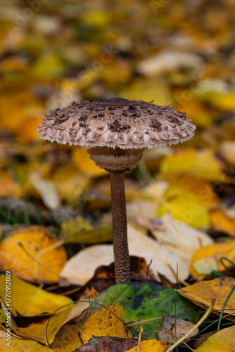 Czubajka kania - Macrolepiota procera