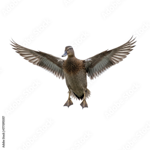 Mallard Duck in Flight on Transparent Background