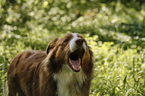 Australian Shepherd barking with mouth open wide while standing on green grass in the sunlight