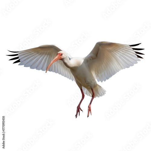 American White Ibis in Flight, Isolated on Transparent Background