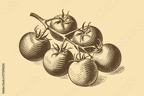 Hand-drawn sketch of ripe tomatoes on the vine, vintage engraving style, beige background. Concept of organic farming and rustic produce